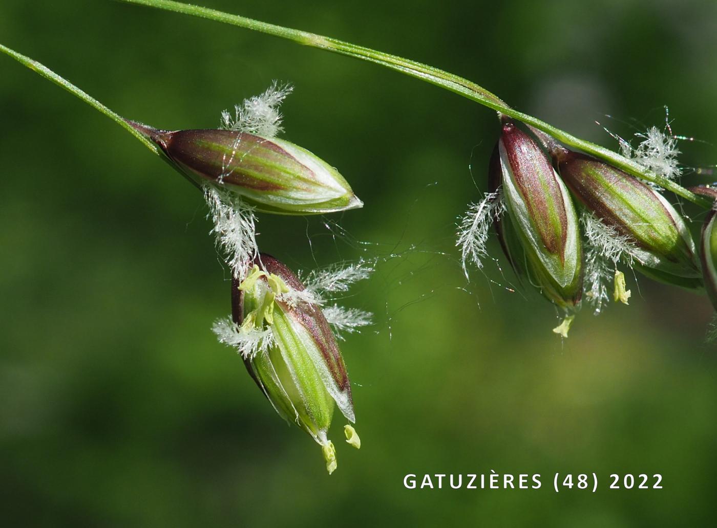 Melick, Nodding flower